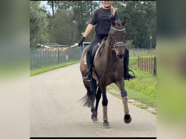KWPN Giumenta 6 Anni 163 cm Baio in Kaldenkirchen