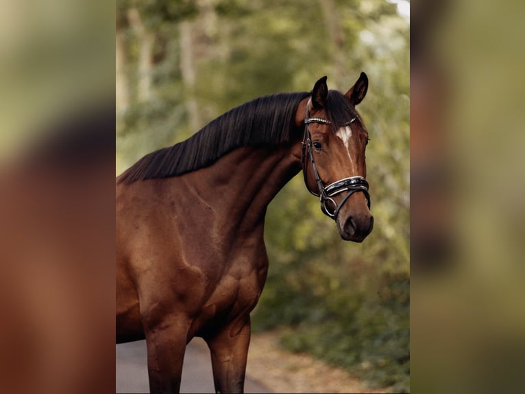 KWPN Giumenta 6 Anni 163 cm Baio in Papendrecht