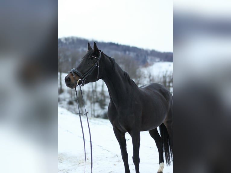 KWPN Giumenta 6 Anni 163 cm Baio nero in Freiburg im Breisgau