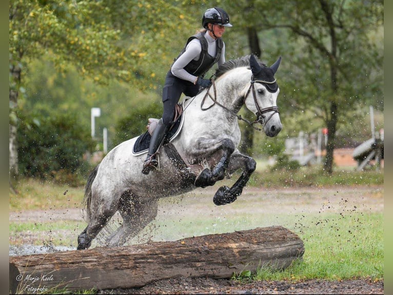 KWPN Giumenta 6 Anni 163 cm in Bekesszentandras