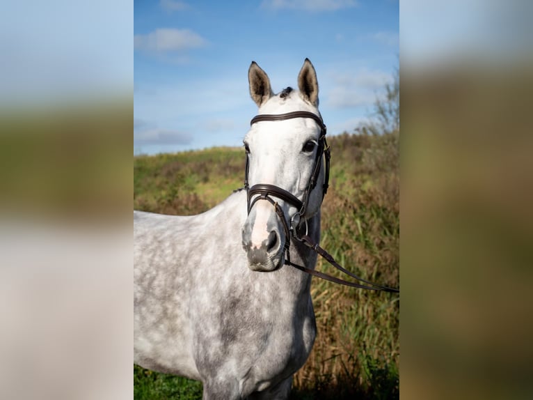 KWPN Giumenta 6 Anni 163 cm Grigio in Ouderkerk aan de Amstel