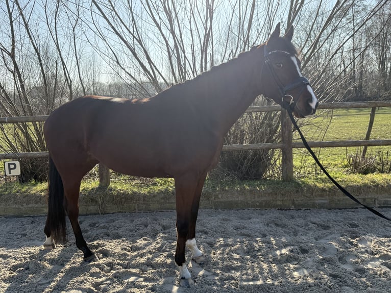 KWPN Giumenta 6 Anni 164 cm Baio in Lelystad