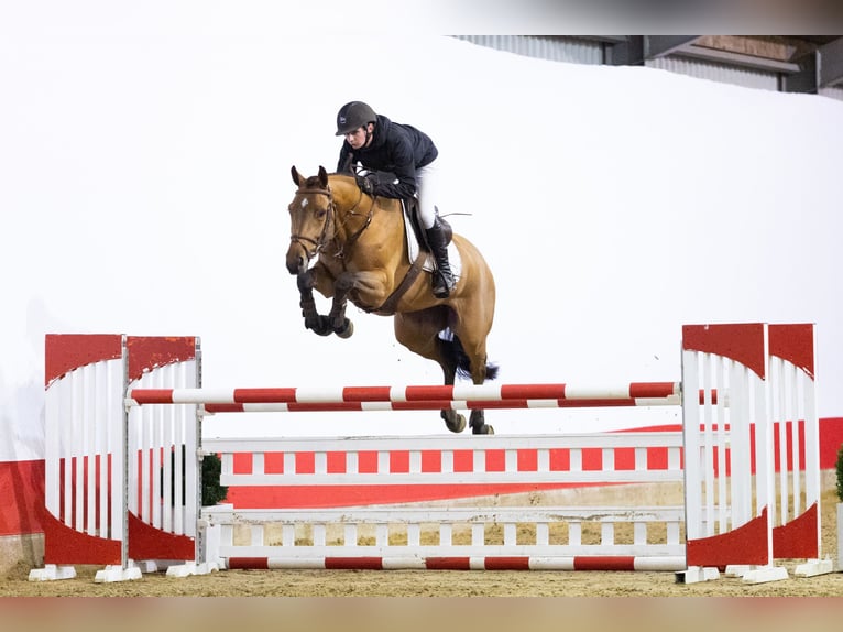 KWPN Giumenta 6 Anni 164 cm Baio in Waddinxveen