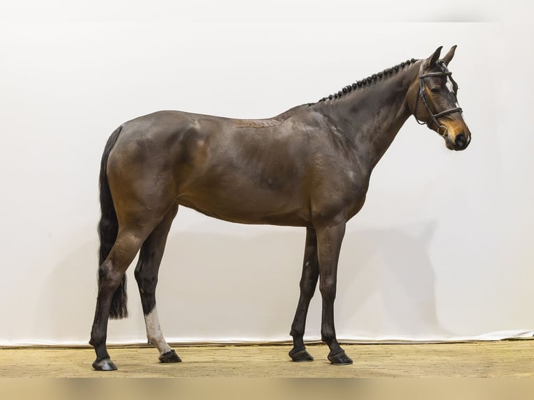 KWPN Giumenta 6 Anni 164 cm  in Waddinxveen