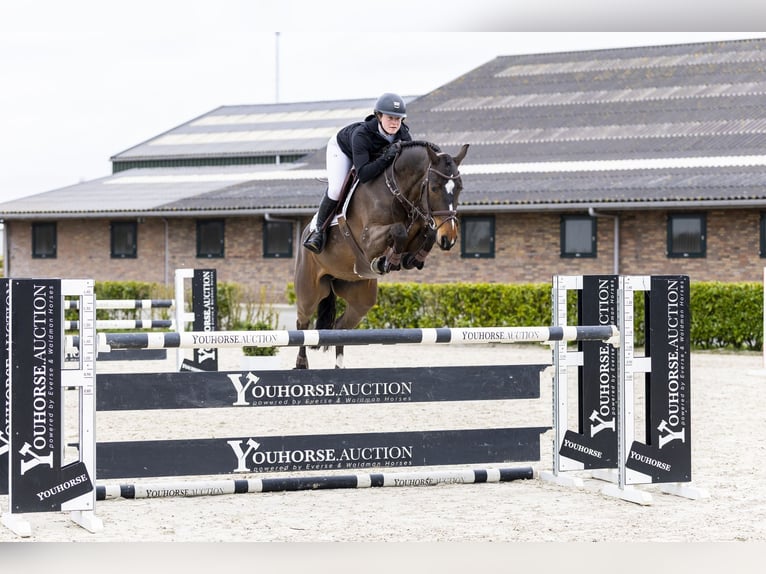 KWPN Giumenta 6 Anni 164 cm  in Waddinxveen