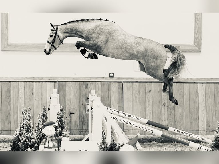 KWPN Giumenta 6 Anni 164 cm Grigio pezzato in Au am Leithaberge