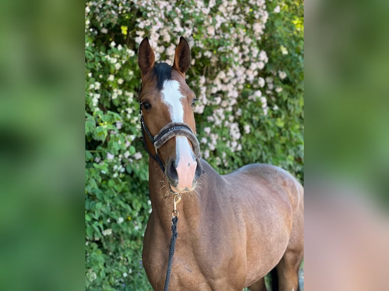 KWPN Giumenta 6 Anni 165 cm Baio in Königsbach-Stein
