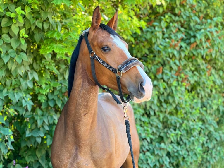 KWPN Giumenta 6 Anni 165 cm Baio in Königsbach-Stein