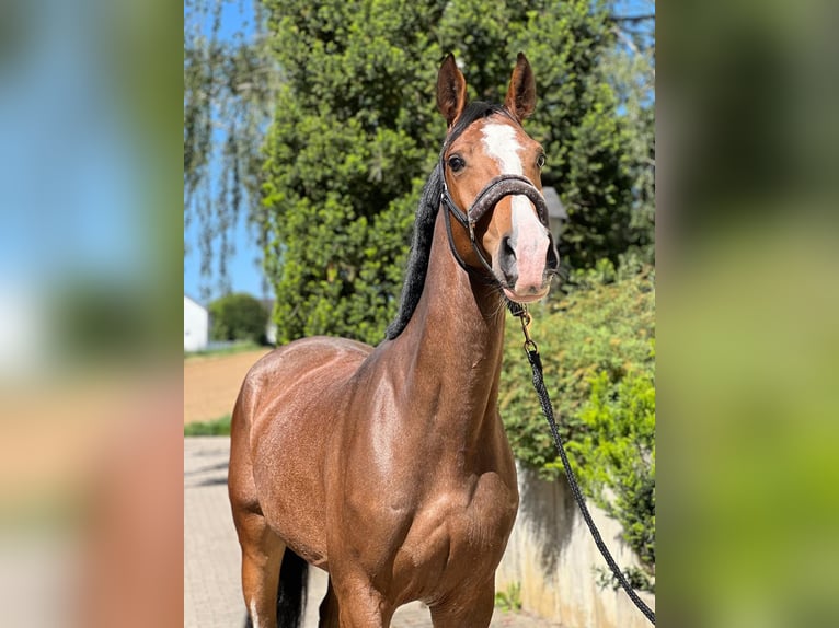 KWPN Giumenta 6 Anni 165 cm Baio in Königsbach-Stein