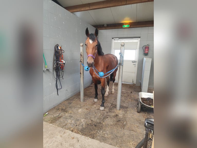 KWPN Giumenta 6 Anni 165 cm Baio in Veghel