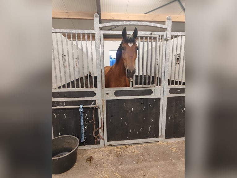KWPN Giumenta 6 Anni 165 cm Baio in Veghel