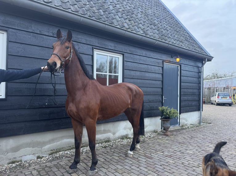 KWPN Giumenta 6 Anni 165 cm Baio in Giessenburg