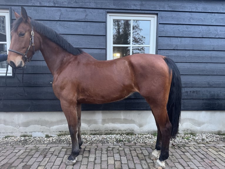 KWPN Giumenta 6 Anni 165 cm Baio in Giessenburg