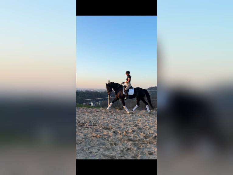 KWPN Giumenta 6 Anni 165 cm Baio nero in Freiburg im Breisgau