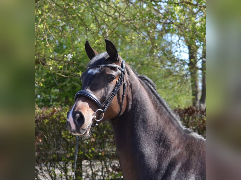 KWPN Giumenta 6 Anni 165 cm Baio nero in Diever