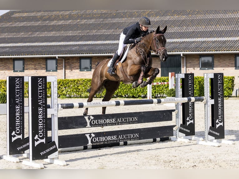 KWPN Giumenta 6 Anni 165 cm Baio nero in Waddinxveen