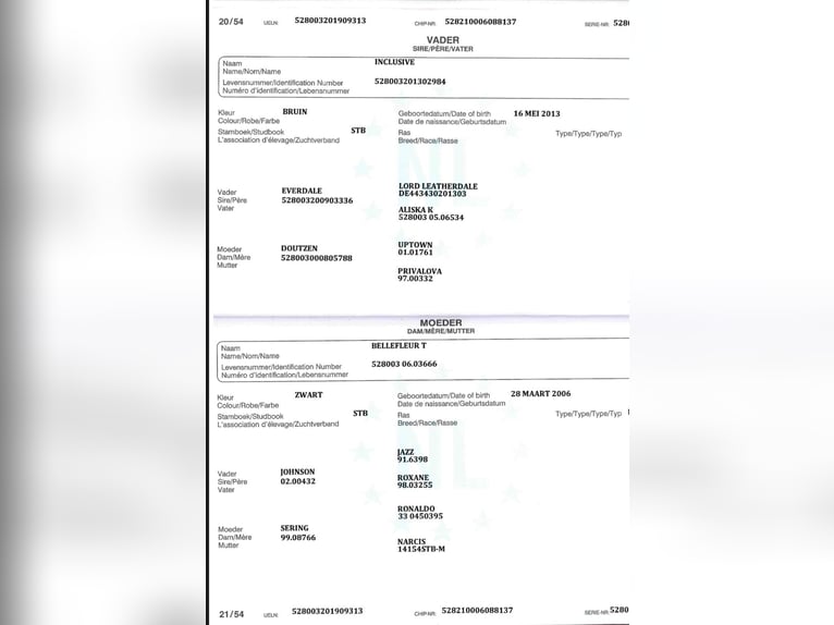 KWPN Giumenta 6 Anni 165 cm Baio nero in Ennigerloh