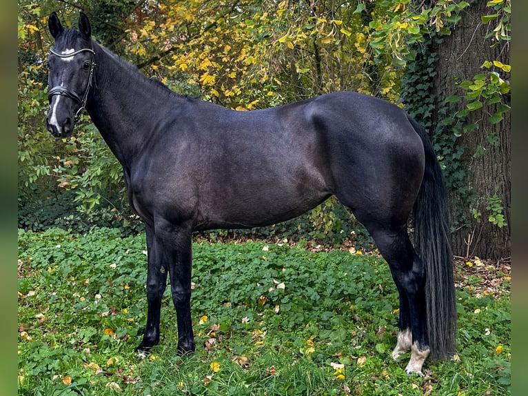 KWPN Giumenta 6 Anni 165 cm Baio nero in Ennigerloh