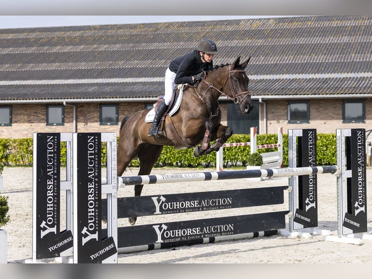 KWPN Giumenta 6 Anni 165 cm  in Waddinxveen