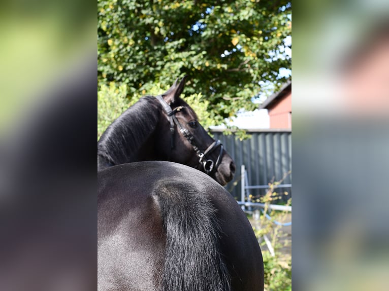 KWPN Giumenta 6 Anni 165 cm Morello in Geilenkirchen