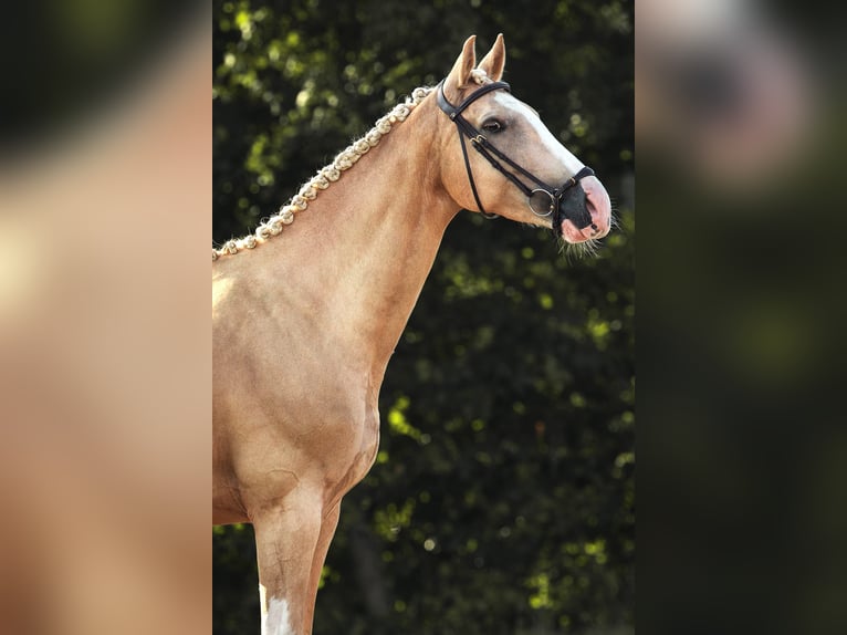 KWPN Giumenta 6 Anni 165 cm Palomino in Windlach