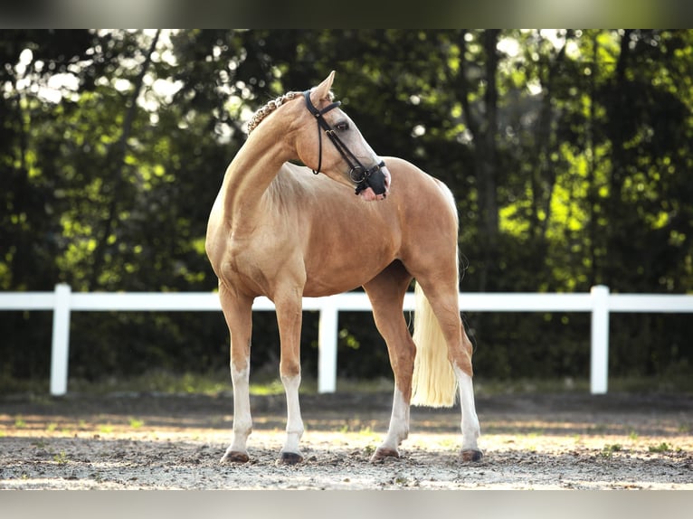 KWPN Giumenta 6 Anni 165 cm Palomino in Windlach