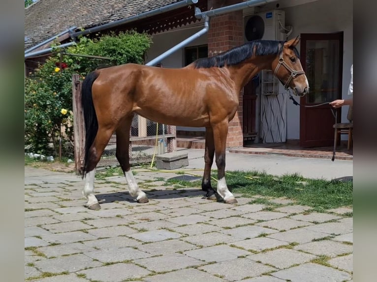 KWPN Giumenta 6 Anni 166 cm Baio in Békéscsaba