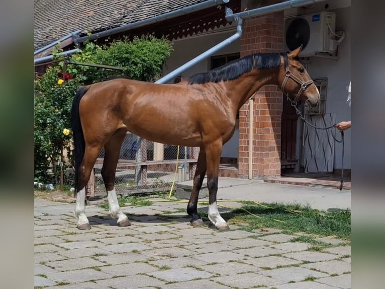 KWPN Giumenta 6 Anni 166 cm Baio in Békéscsaba