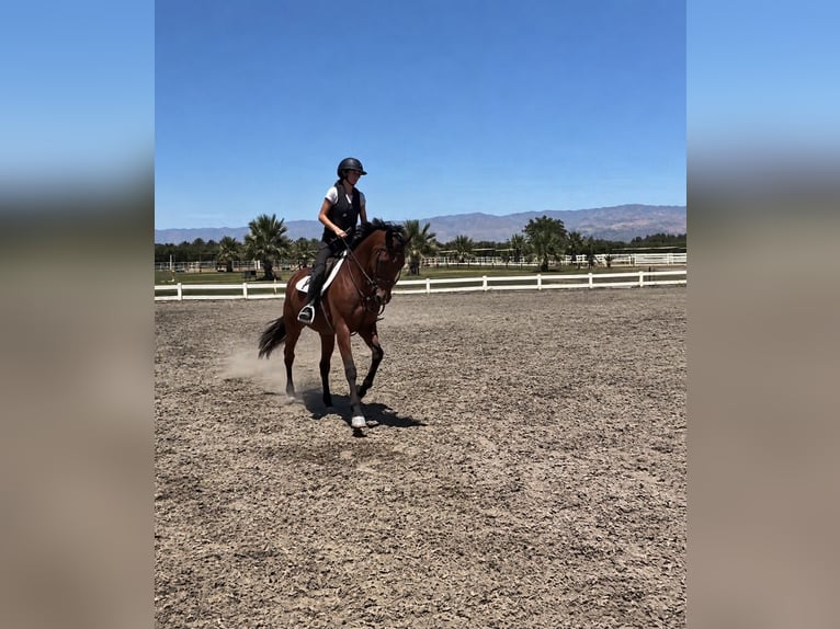 KWPN Giumenta 6 Anni 166 cm Baio ciliegia in california