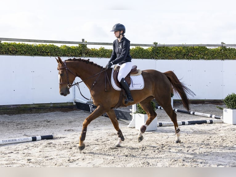 KWPN Giumenta 6 Anni 166 cm  in Waddinxveen