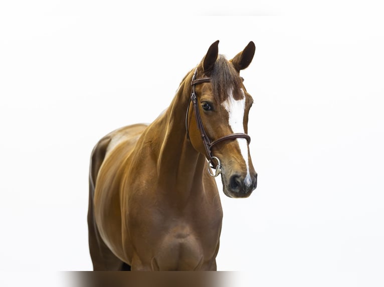 KWPN Giumenta 6 Anni 166 cm  in Waddinxveen