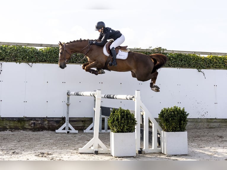 KWPN Giumenta 6 Anni 166 cm  in Waddinxveen