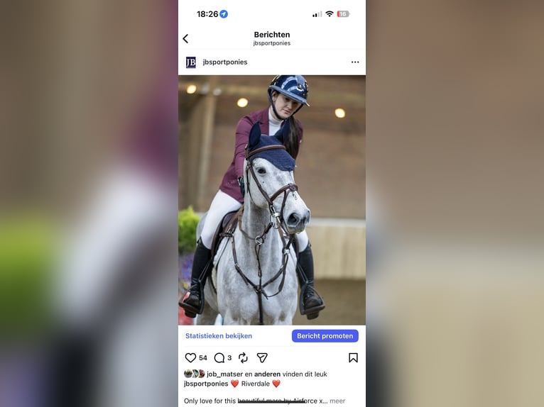 KWPN Giumenta 6 Anni 166 cm Può diventare grigio in Augustinusga