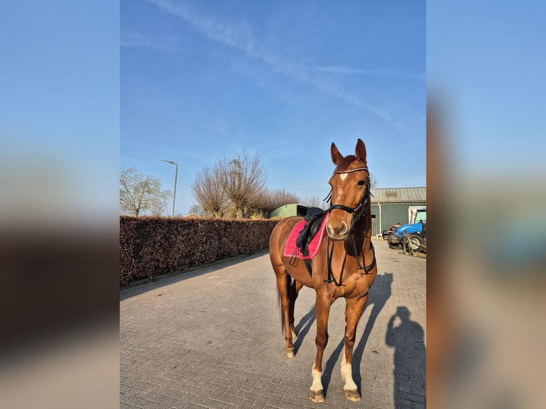 KWPN Giumenta 6 Anni 166 cm Sauro ciliegia in Schiedam