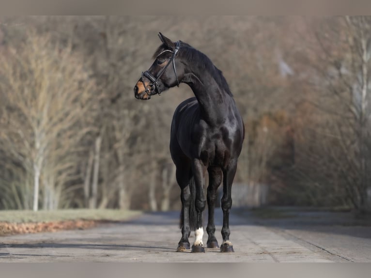 KWPN Giumenta 6 Anni 167 cm Baio scuro in Windhagen