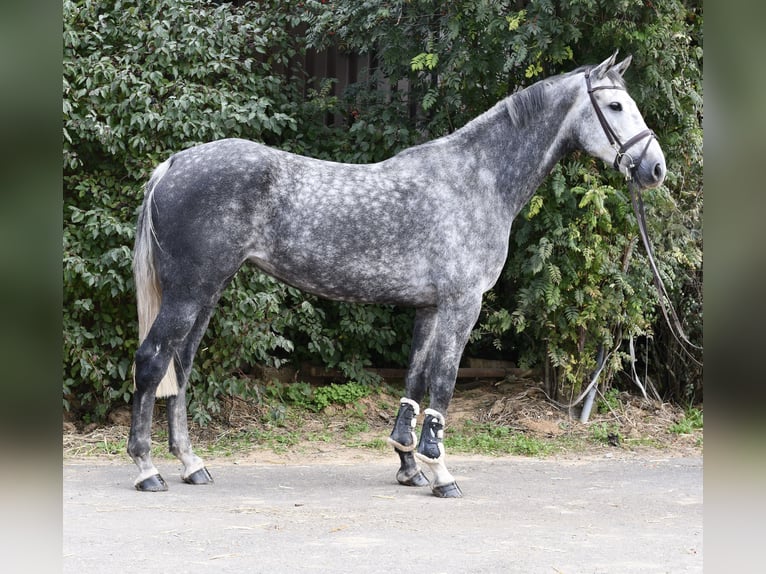 KWPN Giumenta 6 Anni 167 cm Grigio pezzato in Geilenkirchen