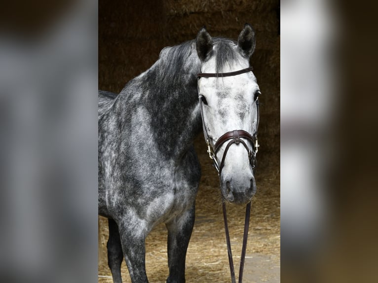 KWPN Giumenta 6 Anni 167 cm Grigio pezzato in Geilenkirchen