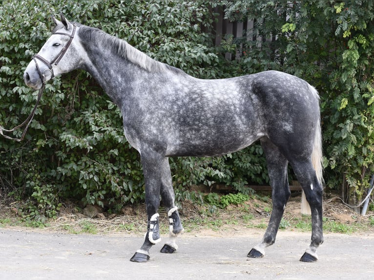 KWPN Giumenta 6 Anni 167 cm Grigio pezzato in Geilenkirchen