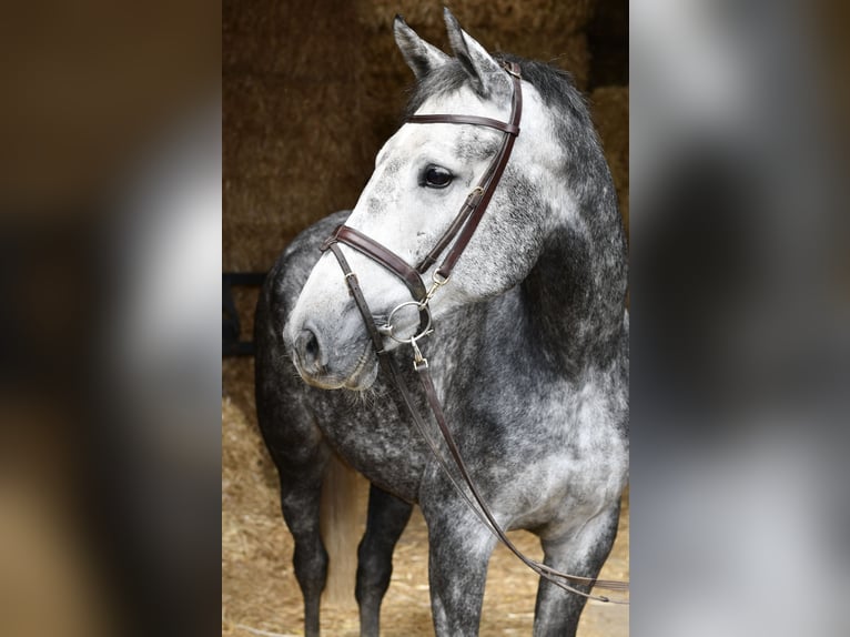 KWPN Giumenta 6 Anni 167 cm Grigio pezzato in Geilenkirchen