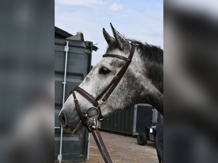 KWPN Giumenta 6 Anni 167 cm Grigio pezzato in Geilenkirchen