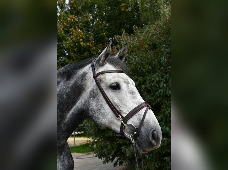 KWPN Giumenta 6 Anni 167 cm Grigio pezzato in Geilenkirchen