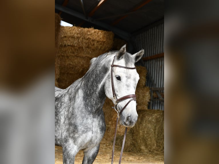 KWPN Giumenta 6 Anni 167 cm Grigio pezzato in Geilenkirchen