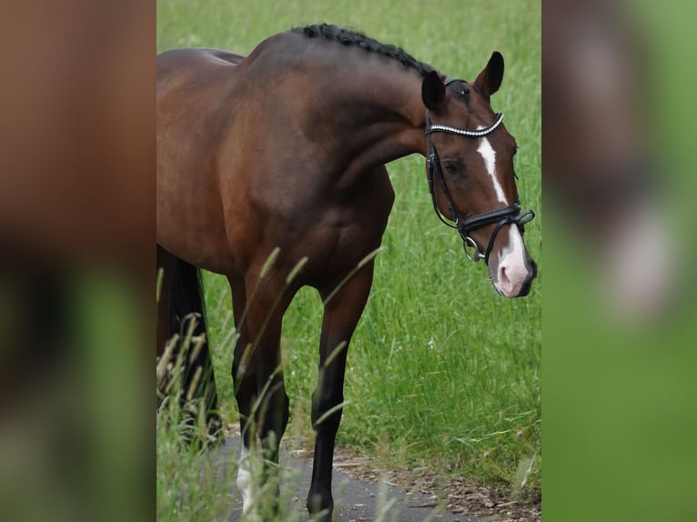 KWPN Giumenta 6 Anni 168 cm Baio in Nettersheim