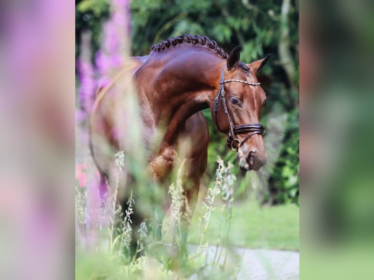 KWPN Giumenta 6 Anni 168 cm Baio ciliegia in Snina