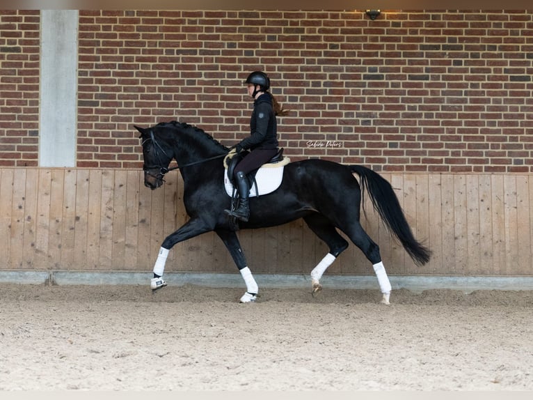 KWPN Giumenta 6 Anni 168 cm Baio nero in Goch