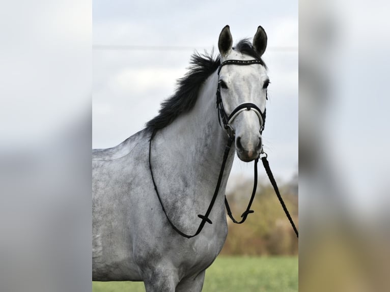 KWPN Giumenta 6 Anni 168 cm Grigio in Düren