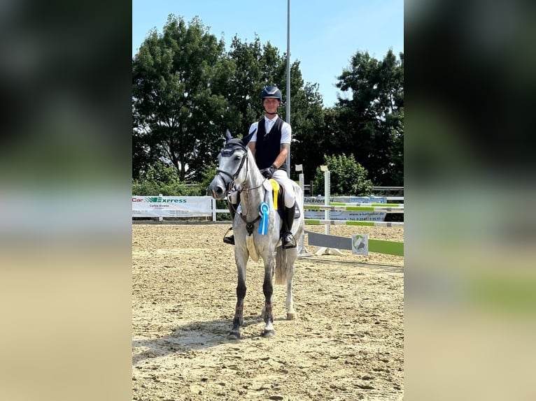 KWPN Giumenta 6 Anni 168 cm Grigio in Düren