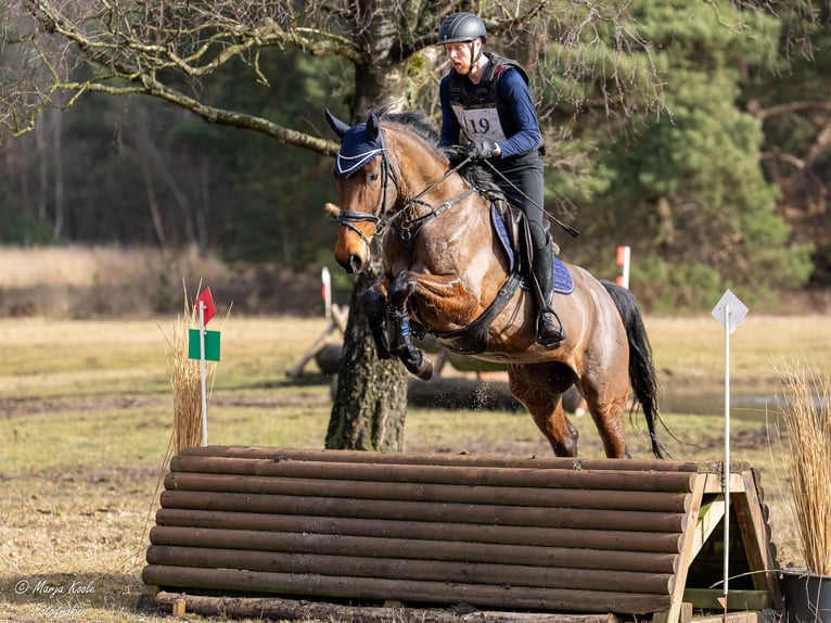 KWPN Giumenta 6 Anni 169 cm Baio in Wijk en Aalburg