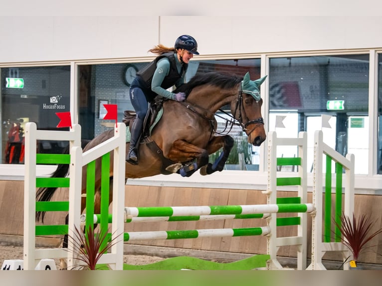 KWPN Giumenta 6 Anni 169 cm Baio in Wijk en Aalburg