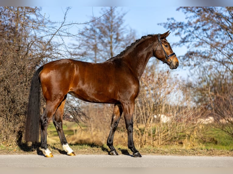 KWPN Giumenta 6 Anni 169 cm Baio in Rosenheim